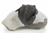 Curled Hollardops Trilobite Fossil - Ofaten, Morocco #301941-1